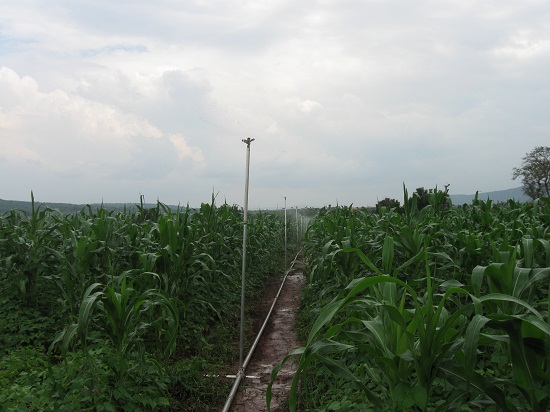 卢旺达基莱亥农田喷灌项目